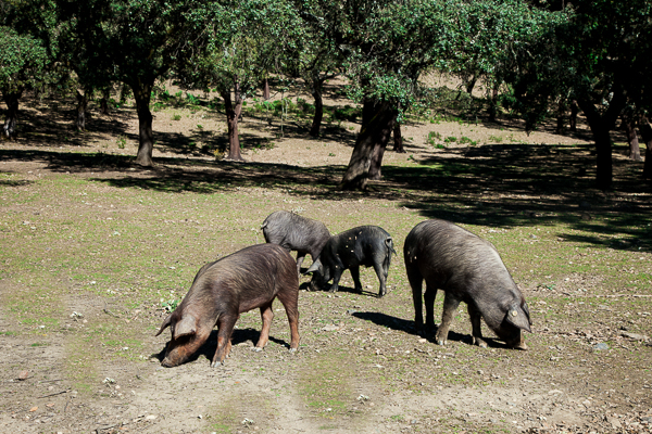 Iberico pigs in Spain