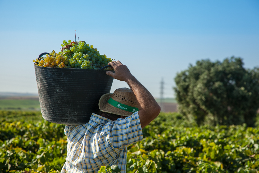 sherry harvest