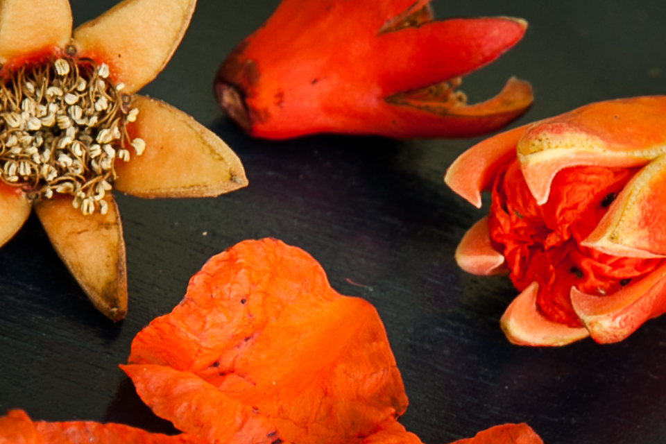 Pomegranate flowers