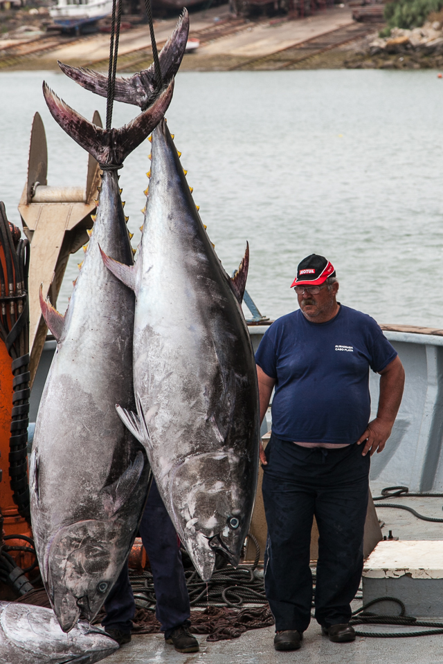 tuna catch in the Almadraba, Spain