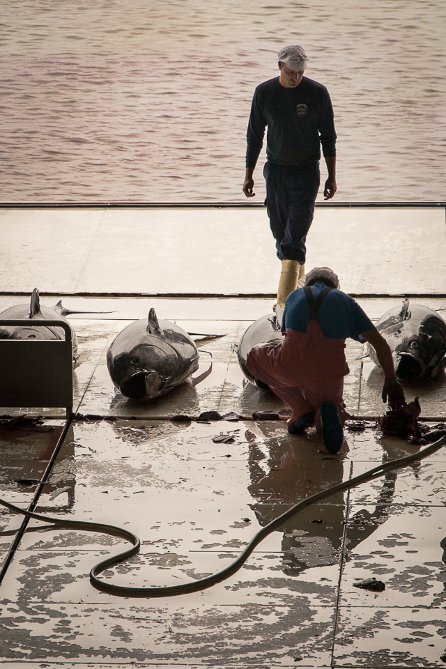 hosing down the catch of Bluefin tuna int eh Almadraba