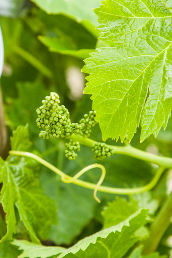 grapes starting to form