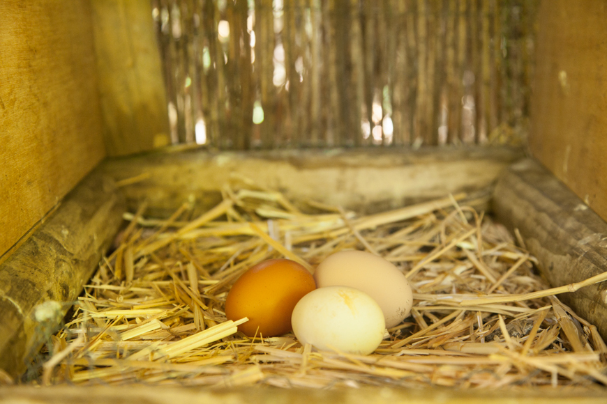 fresh farm eggs