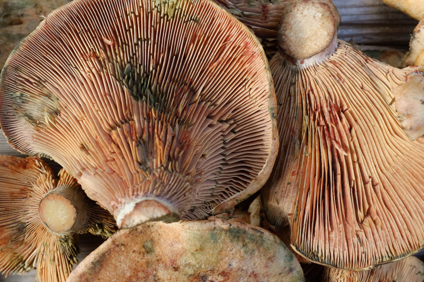 lactarius deliciosas 