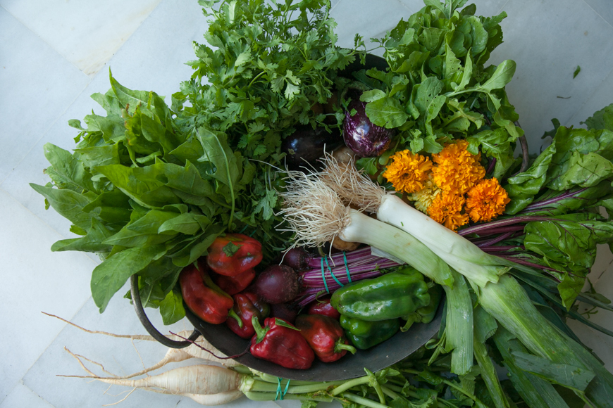 orgaanic vegetable box