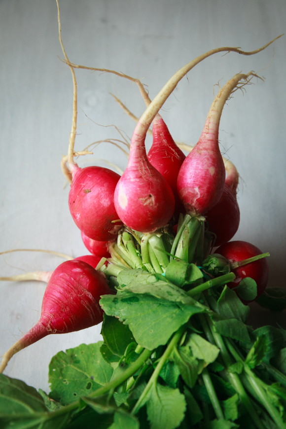 radishes