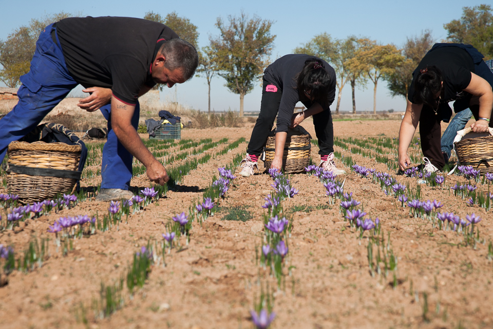 saffron harvest