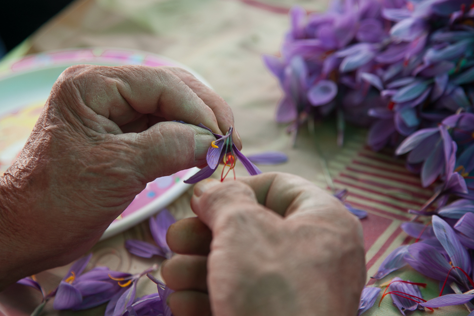 saffron harvesting