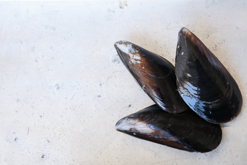 mussels