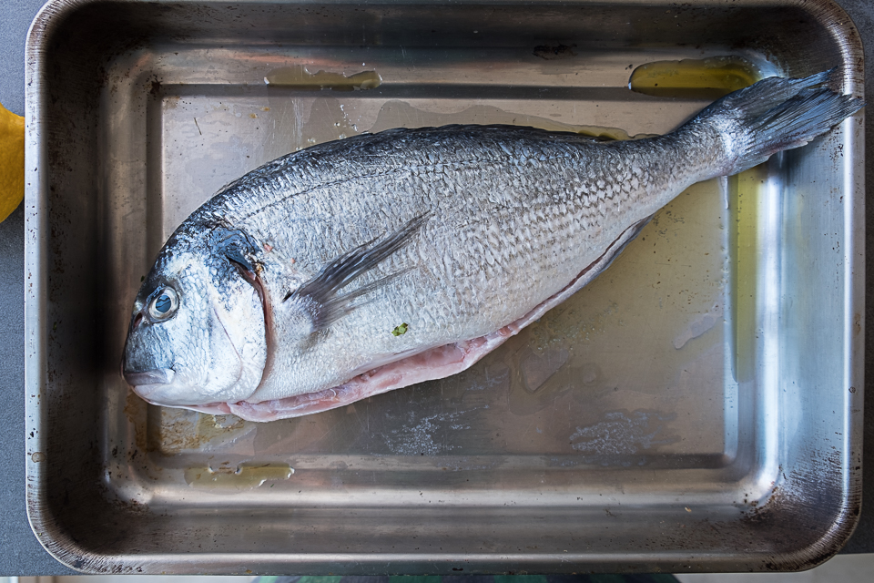 gilt head sea bream