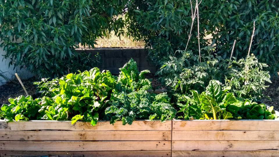 vegetable garden
